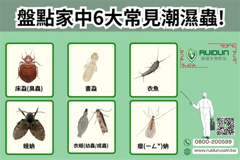 房間木頭潮濕蟲|【除潮濕蟲】躲藏家中潮濕處的隱密客 : 除溼專家解鎖。